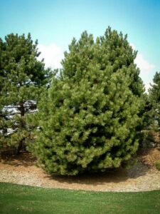 Сосна Чёрная (Pinus Nigra) купить по цене от 270.00р. в интернет-магазине «Посадика» с доставкой почтой в в Кудымкаре и по всей России – [изображение №1].