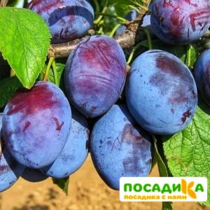 Слива Чачакская ранняя купить по цене от 229.00р. в интернет-магазине «Посадика» с доставкой почтой в в Кудымкаре и по всей России – [изображение №1].