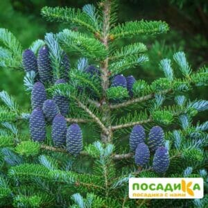 Пихта корейская (Abies koreana) купить по цене от 450.00р. в интернет-магазине «Посадика» с доставкой почтой в в Кудымкаре и по всей России – [изображение №1].