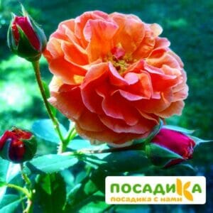 Роза Арабия купить по цене от 350.00р. в интернет-магазине «Посадика» с доставкой почтой в в Кудымкаре и по всей России – [изображение №1].