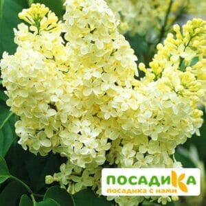 Сирень Примроуз (Primrose) купить по цене от 529.00р. в интернет-магазине «Посадика» с доставкой почтой в в Кудымкаре и по всей России – [изображение №1].