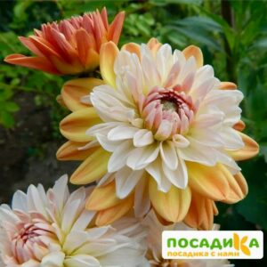 Георгина Коуп де Солейл (декоративная) купить по цене от 400р. в интернет-магазине «Посадика» с доставкой почтой в в Кудымкаре и по всей России – [изображение №1].