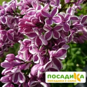 Сирень Сенсация купить по цене от 529.00р. в интернет-магазине «Посадика» с доставкой почтой в в Кудымкаре и по всей России – [изображение №1].