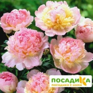 Пион Распберри Сандей (Paeonia Raspberry Sundae) купить по цене от 959р. в интернет-магазине «Посадика» с доставкой почтой в в Кудымкаре и по всей России – [изображение №1].