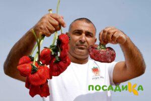 Клубника Гигант Джорнея купить по цене от 266р. в интернет-магазине «Посадика» с доставкой почтой в в Кудымкаре и по всей России – [изображение №1].