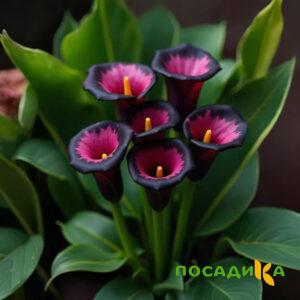 Калла Аура Лейс купить по цене от 400р. в интернет-магазине «Посадика» с доставкой почтой в в Кудымкаре и по всей России – [изображение №1].