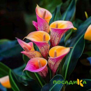 Калла Оникс купить по цене от 450р. в интернет-магазине «Посадика» с доставкой почтой в в Кудымкаре и по всей России – [изображение №1].