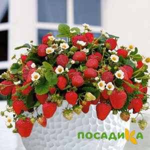 Клубника Рубиновый Шепот (горшечная) купить по цене от 240р. в интернет-магазине «Посадика» с доставкой почтой в в Кудымкаре и по всей России – [изображение №1].