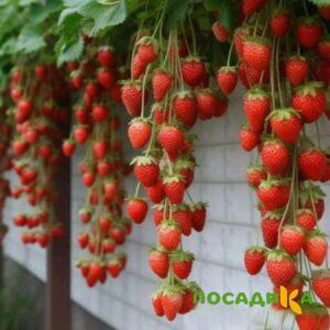 Клубника вьющаяся Комплимент купить по цене от 470р. в интернет-магазине «Посадика» с доставкой почтой в в Кудымкаре и по всей России – [изображение №1].