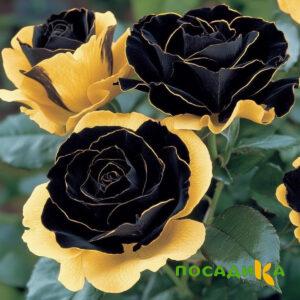 Роза Ханни Сикл купить по цене от 700р. в интернет-магазине «Посадика» с доставкой почтой в в Кудымкаре и по всей России – [изображение №1].