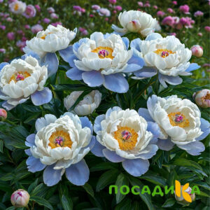 Пион акварельный Этюд купить по цене от 806р. в интернет-магазине «Посадика» с доставкой почтой в в Кудымкаре и по всей России – [изображение №1].