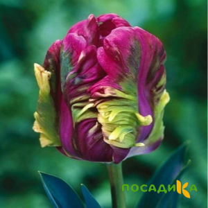 Тюльпан Экзотик Хэвен купить по цене от 186р. в интернет-магазине «Посадика» с доставкой почтой в в Кудымкаре и по всей России – [изображение №1].