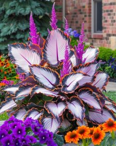 Хоста Кримэн Дрим купить по цене от 549р. в интернет-магазине «Посадика» с доставкой почтой в в Кудымкаре и по всей России – [изображение №1].