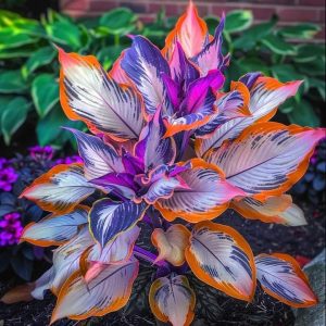 Хоста Эмеральд Тиара купить по цене от 602р. в интернет-магазине «Посадика» с доставкой почтой в в Кудымкаре и по всей России – [изображение №1].