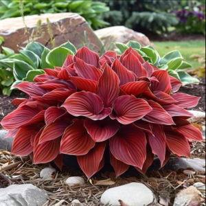 Хоста Рэд Эйнджл купить по цене от 549р. в интернет-магазине «Посадика» с доставкой почтой в в Кудымкаре и по всей России – [изображение №1].