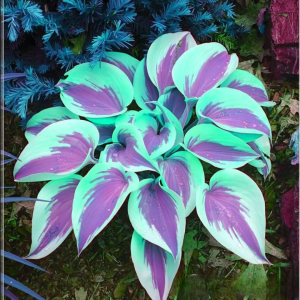 Хоста Висперин Бьюти купить по цене от 379р. в интернет-магазине «Посадика» с доставкой почтой в в Кудымкаре и по всей России – [изображение №1].