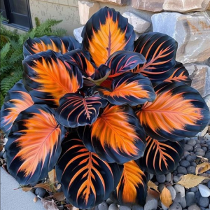 Хоста Сикрет Форест купить по цене от 601р. в интернет-магазине «Посадика» с доставкой почтой в в Кудымкаре и по всей России – [изображение №1].